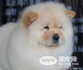 松狮犬一次喂多少 松狮幼犬要一天喂4次