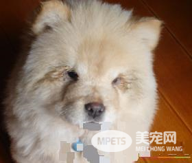 松狮犬一次喂多少 松狮幼犬要一天喂4次