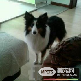 苏格兰牧羊犬的智商 苏牧的智商排名在第16位