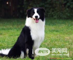 苏格兰牧羊犬的智商 苏牧的智商排名在第16位