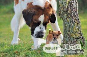 圣伯纳犬怎么样 圣伯纳犬对人十分温顺