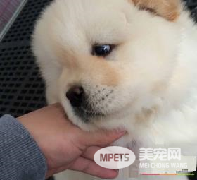 松狮犬有几种颜色 松狮犬一共有五种颜色