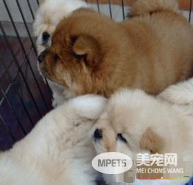 松狮犬有几种颜色 松狮犬一共有五种颜色