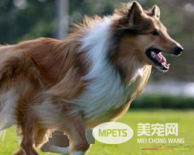 苏格兰牧羊犬多久发情 苏牧发情期存在的问题