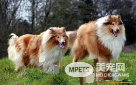 苏格兰牧羊犬多久发情 苏牧发情期存在的问题