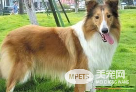 苏格兰牧羊犬的喂养 苏格兰牧羊犬喂食要点