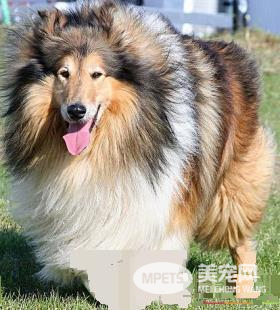 苏格兰牧羊犬的喂养 苏格兰牧羊犬喂食要点