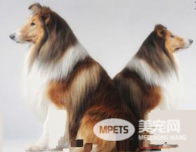 苏格兰牧羊犬吃什么食物 苏牧不能吃的太咸
