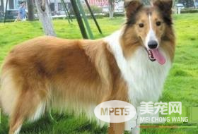 苏格兰牧羊犬吃什么食物 苏牧不能吃的太咸