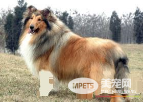 苏格兰牧羊犬吃什么好 苏牧平时都吃什么