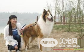 苏格兰牧羊犬吃什么好 苏牧平时都吃什么