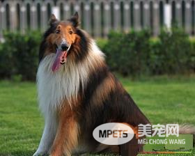 苏格兰牧羊犬多大成年 苏格兰牧羊犬能长多大