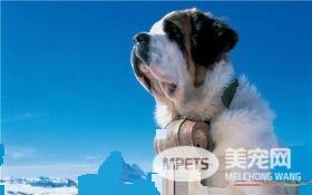 圣伯纳犬性格 圣伯纳犬容易亲近善良友爱