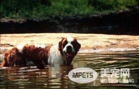 圣伯纳犬性格 圣伯纳犬容易亲近善良友爱