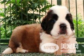 圣伯纳犬习性 圣伯纳犬个性十分温顺