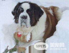 圣伯纳犬听话程度 如何训练让圣伯纳听话