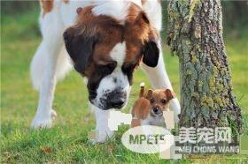 圣伯纳犬听话程度 如何训练让圣伯纳听话
