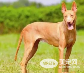 法老王猎犬有什么用 法老王猎犬可以狩猎