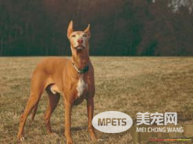 法老王猎犬有什么用 法老王猎犬可以狩猎