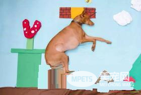 法老王猎犬速度多少 没有专人测试总之非常快