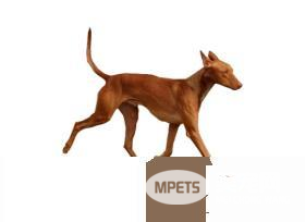 法老王猎犬速度多少 没有专人测试总之非常快