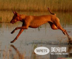 法老王猎犬能抓兔子么 是能够抓捕兔子的