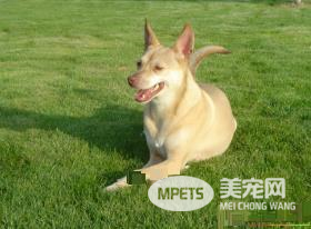 法老王猎犬能抓兔子么 是能够抓捕兔子的