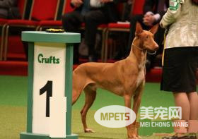 法老王猎犬能打猎吗 法老王猎犬是能够打猎的