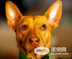 法老王猎犬能打猎吗 法老王猎犬是能够打猎的