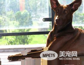法老王猎犬看家护卫 看家护院的本领也是很强