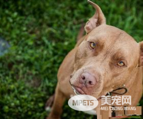 法老王猎犬看家护卫 看家护院的本领也是很强