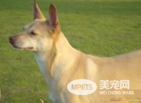 法老王猎犬掉毛程度 掉毛程度几乎没有