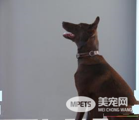 法老王猎犬掉毛程度 掉毛程度几乎没有