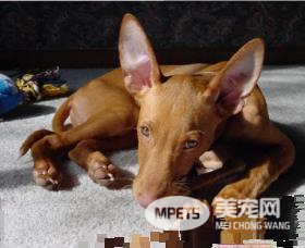 法老王猎犬打猎 法老王猎犬属于视觉猎犬