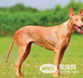 法老王猎犬打猎 法老王猎犬属于视觉猎犬