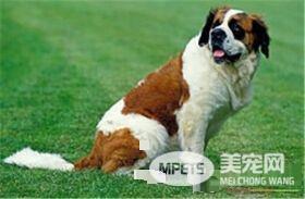 圣伯纳犬体味程度 圣伯纳犬会有一些体味