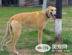 灵缇幼犬能喝骨头汤吗 灵缇幼犬可以喝骨头汤