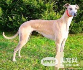 灵缇幼犬能喝骨头汤吗 灵缇幼犬可以喝骨头汤
