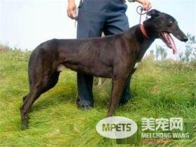 灵缇幼犬几个月长成年 1岁半左右发育完成