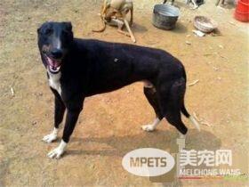 灵缇幼犬几个月长成年 1岁半左右发育完成