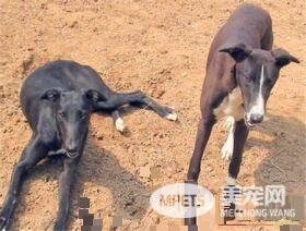 灵缇喂养 3个月以内的每日要喂4到5顿
