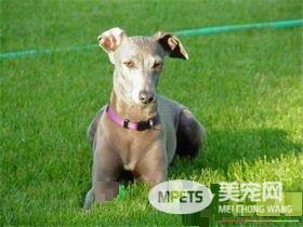 灵缇喂养 3个月以内的每日要喂4到5顿