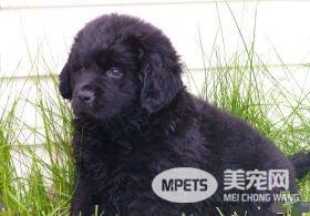 纽芬兰犬有攻击性吗 纽芬兰的性格是怎样