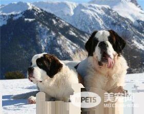 圣伯纳犬口水程度 圣伯纳犬口水程度非常厉害