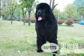 纽芬兰犬优缺点 即不笨拙也没有坏脾气