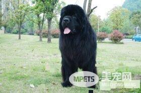 纽芬兰犬优缺点 即不笨拙也没有坏脾气