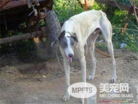 灵缇犬满月怎样喂食 灵缇犬正确的进食习惯