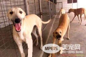 灵缇犬满月怎样喂食 灵缇犬正确的进食习惯