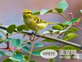 黄眉柳莺吃什么 柳莺喜欢吃蝽象叶跳蝉
