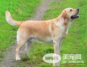 拉布拉多寻回犬什么颜色好 看主人个人爱好